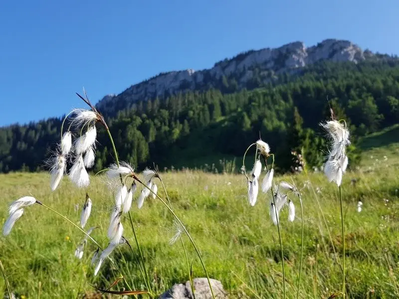 Wollgras vor dem Brünnstein auf der Großalm | © Yvonne Tremml