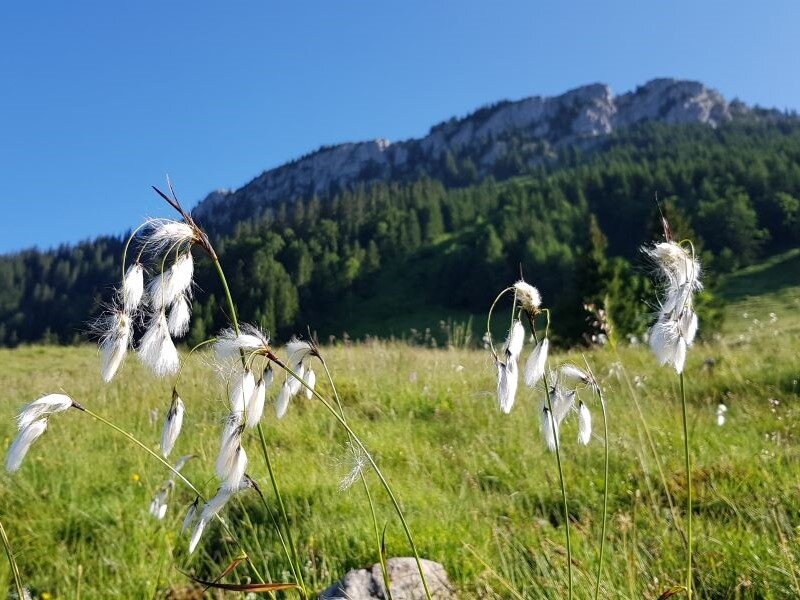 Wollgras vor dem Brünnstein auf der Großalm | © Yvonne Tremml Wollgras vor dem Brünnstein auf der Großalm | © Yvonne Tremml